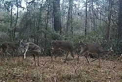 White-tailed deer (Odocoileus virginianus), Big Thicket NP, camara trap