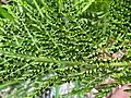 Athyrium distentifolium ssp. americanum lower surface of leaf