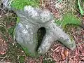 Conjoined beech tree roots