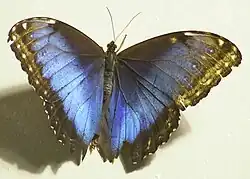 M. peleides, note the symmetric notches left by a bird beak