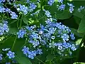 Siberian bugloss in Botanical Garden of Moscow State University