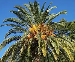 With fruit, northern Florida