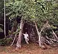 Buttress roots of a Ceiba tree near the bank of the Amazon close to Iquitos, Peru.