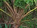 Detail of trunk and insertion of fronds