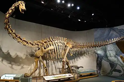 A Diplodocus longus
