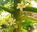 Flowers and flower buds