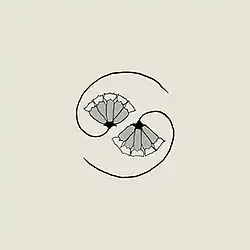 A drawing of two flowers arranged in a taijitu pattern.