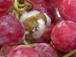 Muscodor albus fungi produces chemicals that inhibit the growth of grey mold Botrytis cinerea (pictured) on table grapes
