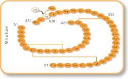 A diagram illustrating the structural formula of insulin aspart. The image consists of a sequence of amino acids represented as orange ovals, labeled with their respective three-letter abbreviations. The structure follows the A and B chains of insulin, with disulfide bonds indicated by connecting lines. Specific modifications, such as the substitution of proline (Pro) at position B28 with aspartic acid (Asp), are highlighted