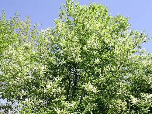 Black cherry (P. serotina) in bloom
