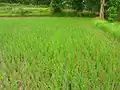 Fields left almost dry