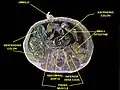 Umbilic. Deep dissection. Serial cross section.