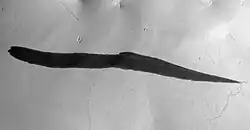 B. This dark slope streak may have been initiated by winds from dust devil. A thin dust devil track is visible across the apex of the slope streak. This Mars Reconnaissance Orbiter (MRO) HiRISE image is 1.8&nbsp;km across and based on Schorghofer et al., 2007, p.&nbsp;136, Fig. 5.