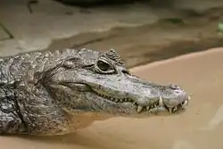 Spectacled caiman, Caiman crocodilus