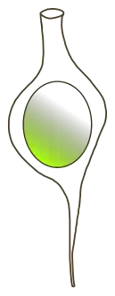 Stipitococcus capense (Rhizochloridales)