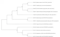 Traditional Tree Style