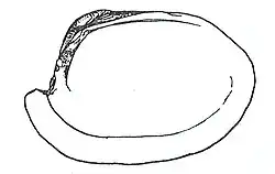 Shell spoon